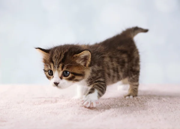 Gatinho bonito — Fotografia de Stock