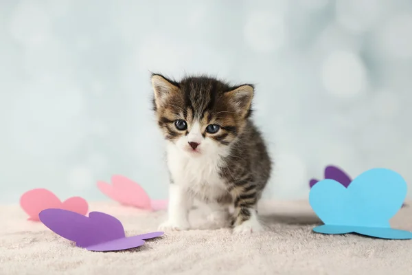 Cute little kitten — Stock Photo, Image