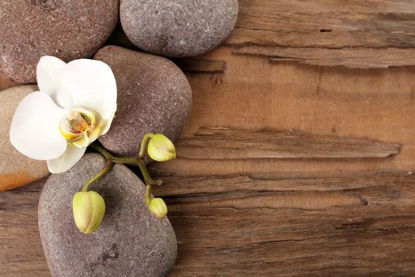 Spa stones and orchid flower — Stock Photo, Image