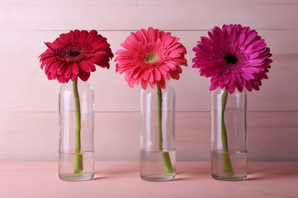 Hermosas gerberas brillantes — Foto de Stock