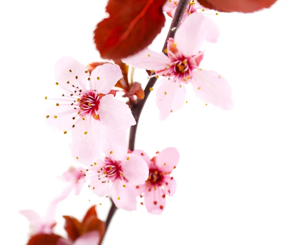 Flowering branch isolated on white — Stock Photo, Image