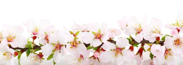 Elszigetelt fehér virágos ág — Stock Fotó