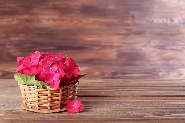 Bellissimi fiori di ortensia rosa su sfondo di legno — Foto Stock