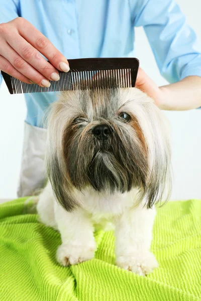 Söta Shih Tzu och frisör i barbershop — Stockfoto