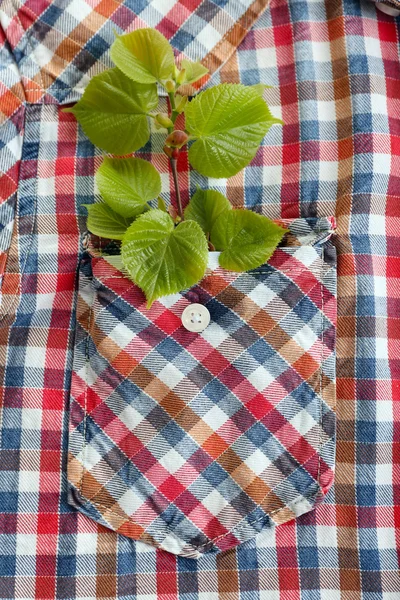 Twig dengan daun segar di saku baju, tutup — Stok Foto