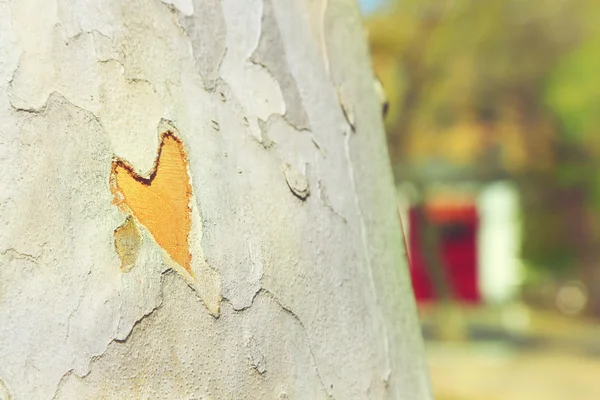 Corazón tallado en árbol — Foto de Stock