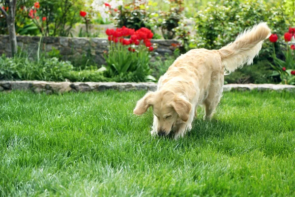 Adorable Labrador jugando con pelota — Foto de Stock