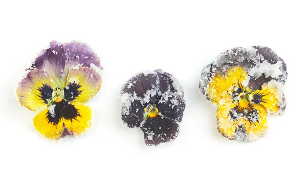 Flores de color violeta azucaradas caramelizadas —  Fotos de Stock