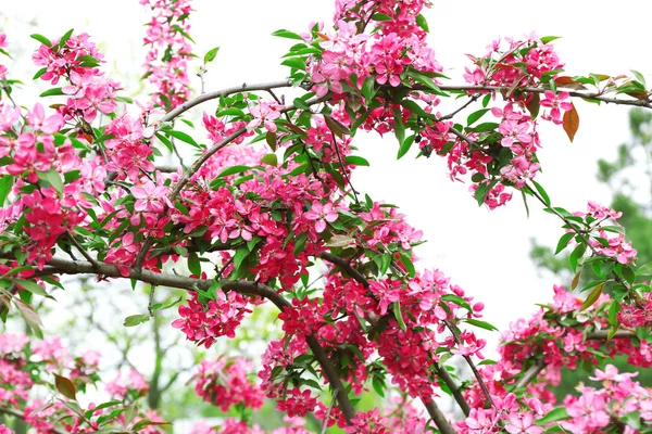 Rama del árbol con flores, primer plano —  Fotos de Stock