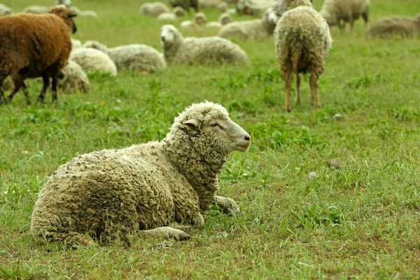 Pecore al pascolo nel prato — Foto Stock