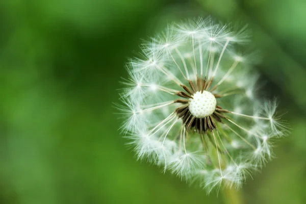 Квітка Кульбаба на відкритому повітрі — стокове фото
