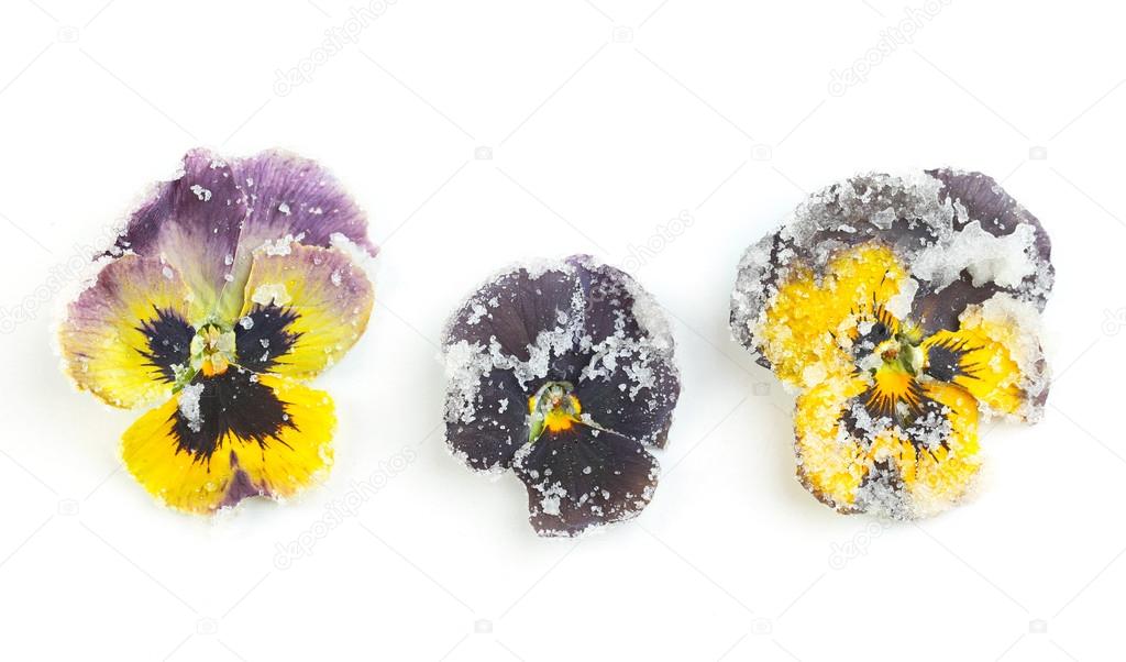 Candied sugared violet flowers