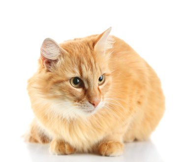 Kırmızı kedi beyaz arkaplanda izole edildi