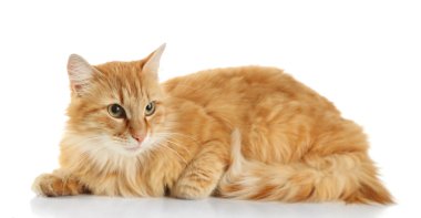 Kırmızı kedi beyaz arkaplanda izole edildi