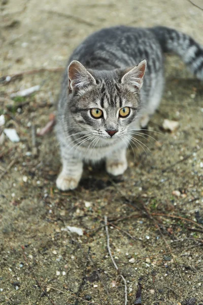 Gatto senzatetto all'aperto — Foto Stock