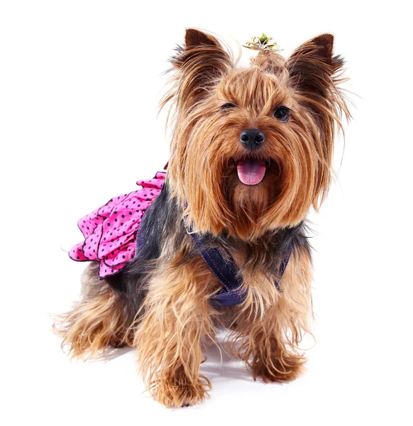 Carino yorkshire terrier cane — Foto Stock