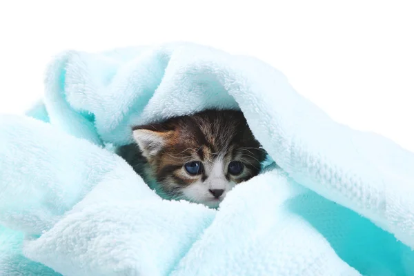 Leuk weinig katje met handdoek, op witte achtergrond — Stockfoto