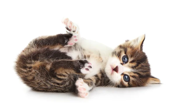 Lindo gatito, aislado en blanco — Foto de Stock