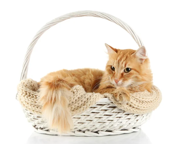 红猫在柳条篮子里，在白色背景上孤立 — 图库照片