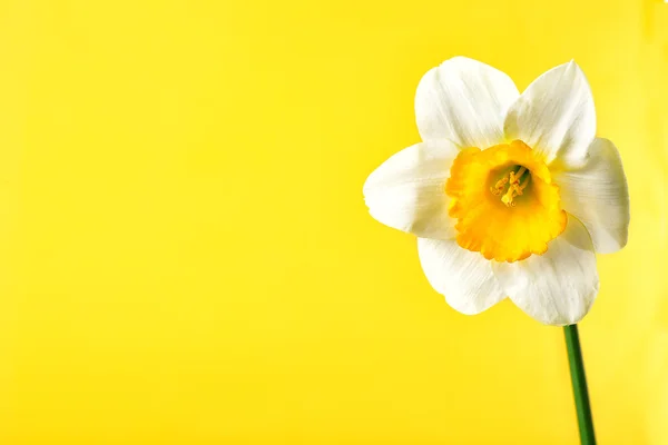 Frische Narzissenblüte auf farbigem Hintergrund — Stockfoto