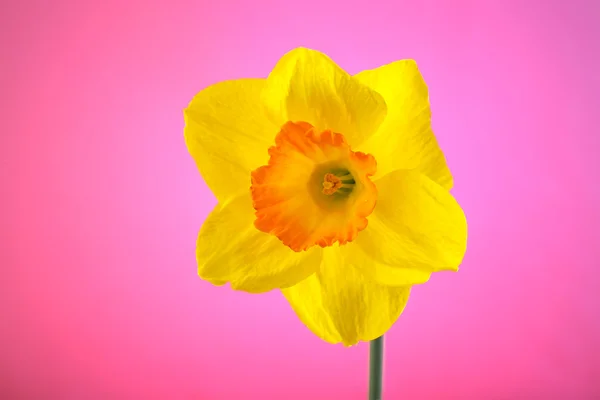 Verse narcissus bloem op kleur achtergrond — Stockfoto