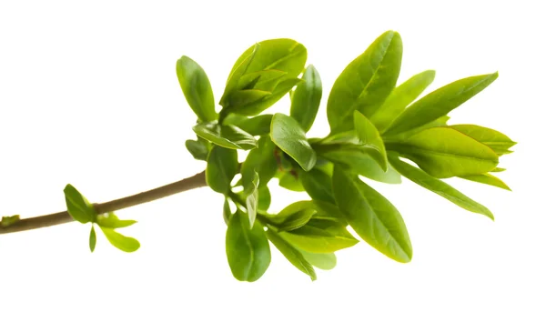 Branch with spring leaves isolated on white — Stock Photo, Image