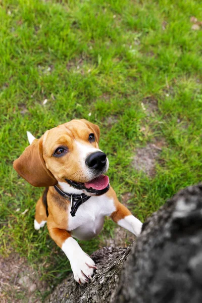 Divertido lindo perro en el parque — Foto de Stock