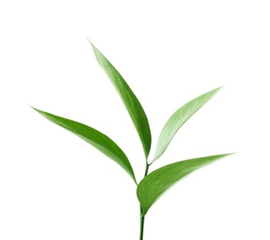 Beyaz izole taze yeşil yaprakları ile şube