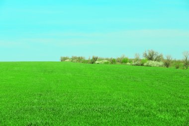 yeşil tarla ve mavi gökyüzü