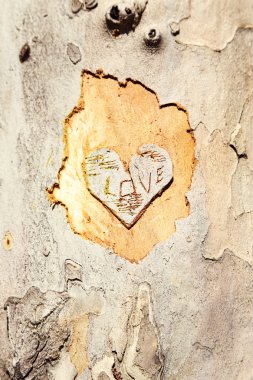 Ağaç yakın çekim içinde oyulmuş kalp