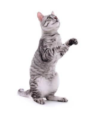 Güzel kedi bembeyaz