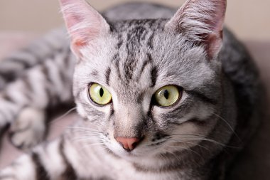 bej renkli arka plan üzerinde güzel kedi