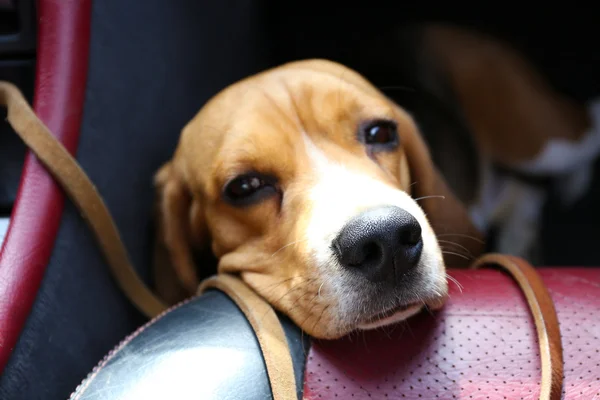 Divertente cane carino in auto da vicino — Foto Stock