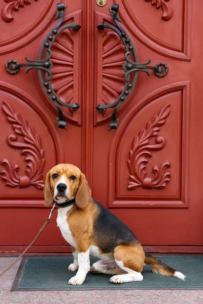 Lustiger süßer Hund in der Nähe der Haustür — Stockfoto