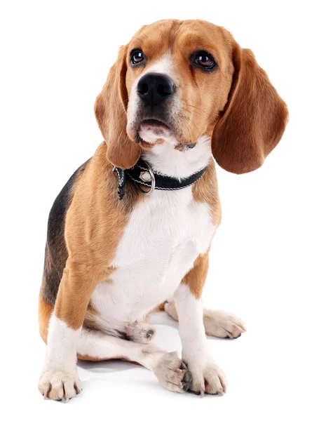 Divertido lindo perro aislado en blanco — Foto de Stock