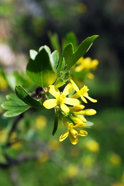 Bloeiende boom takjes met gele bloemen in de lente — Stockfoto