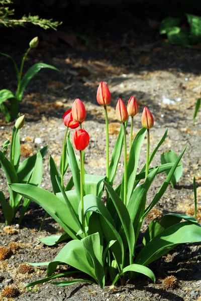 Hermosos tulipanes floreciendo en el jardín — Foto de Stock