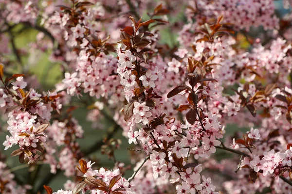 Весной цветущие ветки деревьев с розовыми цветами — стоковое фото