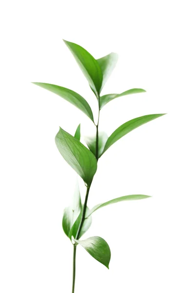 신선한 녹색 잎, 흰색 절연 지점 — 스톡 사진
