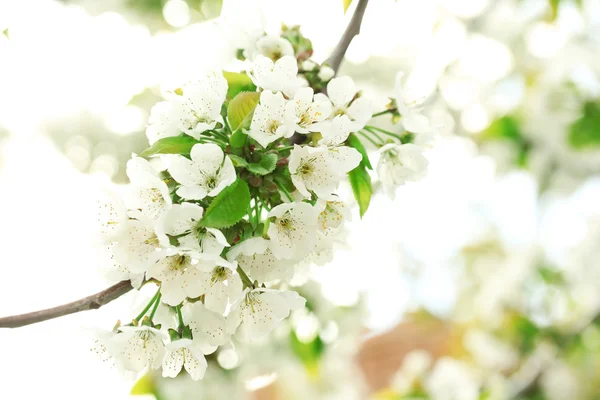 春の花 — ストック写真