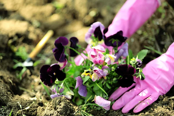 Mãos femininas em luvas rosa plantando flores, close-up — Fotografia de Stock