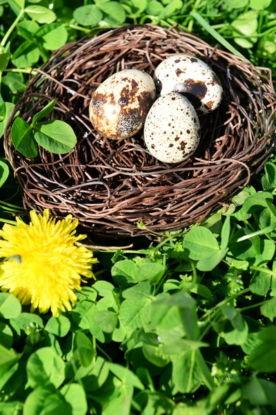 Nest with bird eggs over green bush background — Stock Photo, Image