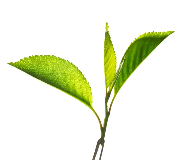 Ramo com folhas verdes frescas, isolado em branco — Fotografia de Stock