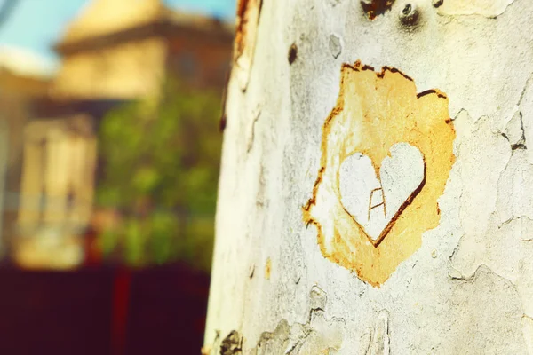 Coração esculpido em árvore close-up — Fotografia de Stock