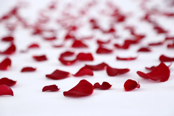 Red petals on bed, close up — Stock Photo, Image