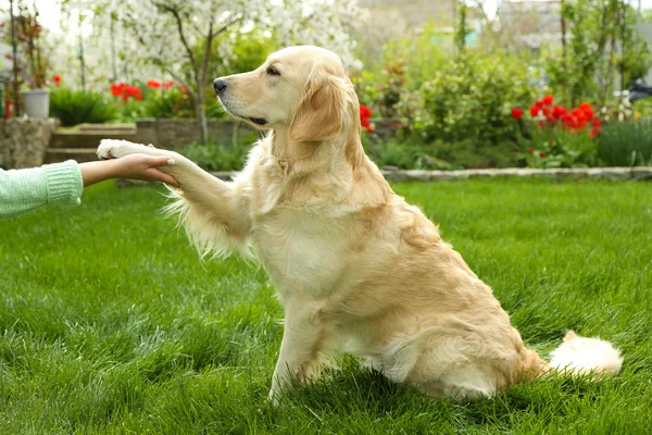 Perro pata y mano humana haciendo un apretón de manos, al aire libre — Foto de Stock