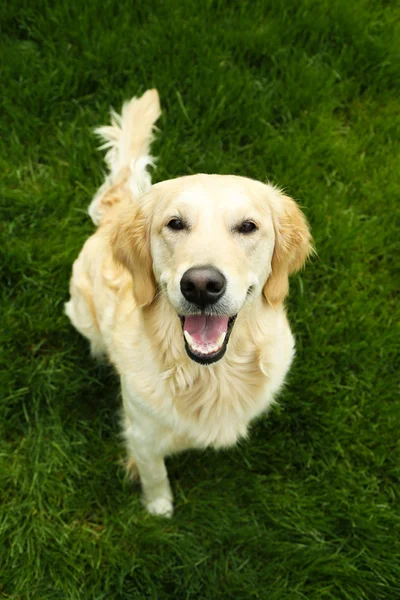 Entzückender Labrador sitzt auf grünem Gras, im Freien — Stockfoto