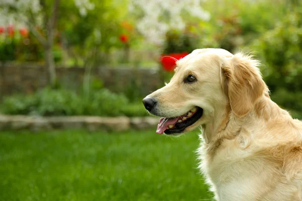 Urocza labrador siedzi na zielonej trawie, na zewnątrz — Zdjęcie stockowe