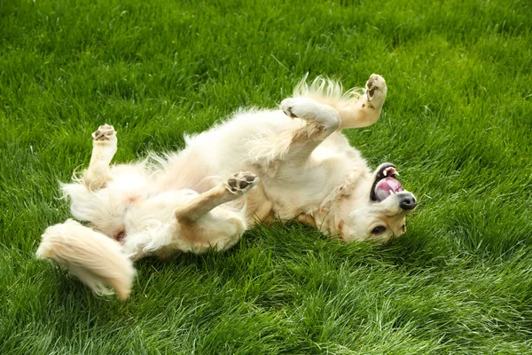 Adorable Labrador acostado sobre hierba verde, al aire libre — Foto de Stock