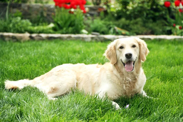 Entzückender Labrador liegt auf grünem Gras, im Freien — Stockfoto